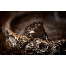 Anaxyrus quercicus - Bufo - Sapo de roble